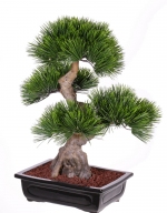 Bonsai pinus x80, 75cm